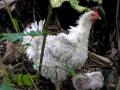 Scrungy chicken Santiago Atitlan.jpg